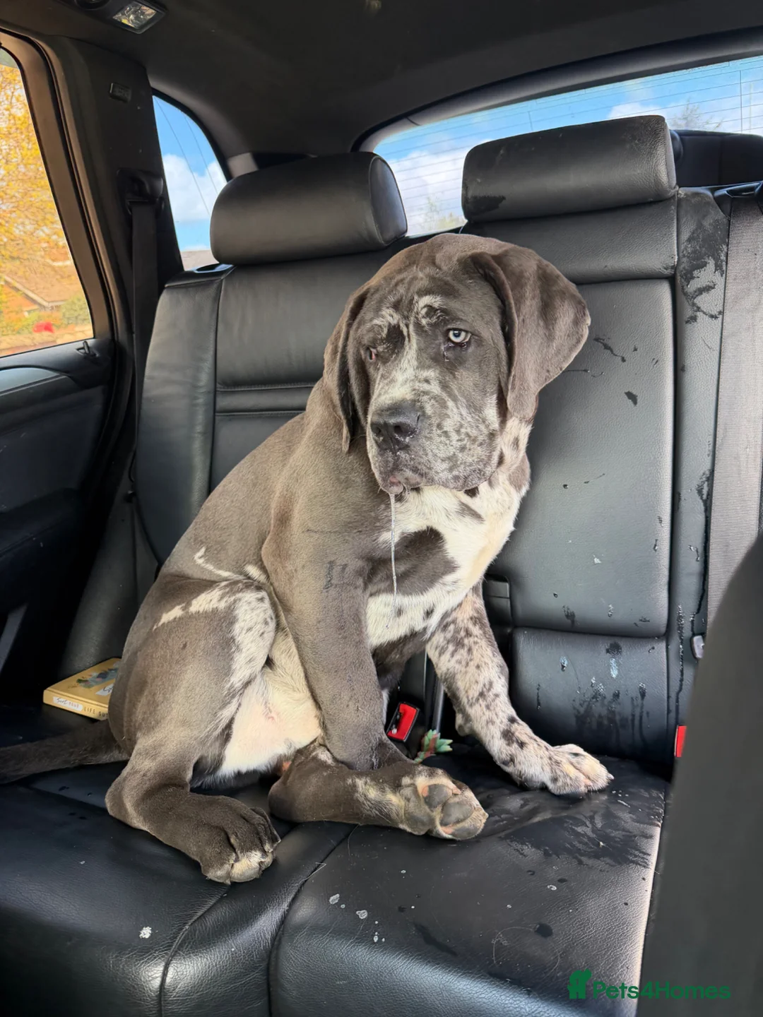 Cane Corso dogs for sale: Cane Corso Male  - Advert 2