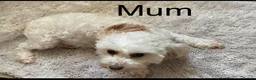 Cavapoo dogs for sale: Asian toy poodle x toy cavapoo puppies  in Brentford - Advert 9