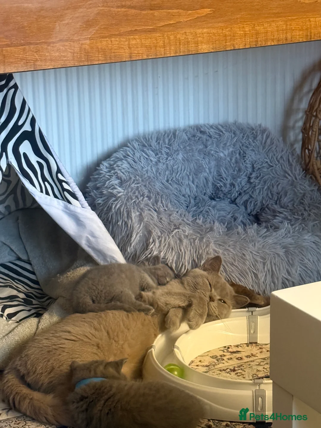 British Shorthair cats for sale: BSH kittens  - Advert 10
