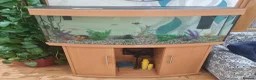 Tetras fish for sale: Aquarium Fish Tank with 18 fishes - Advert 2