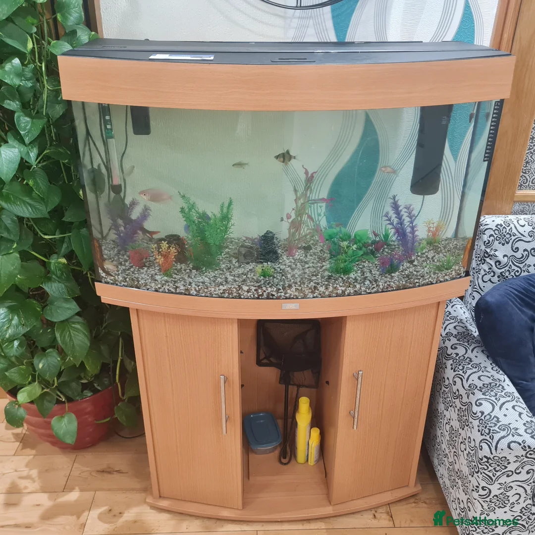 Tetras fish for sale: Aquarium Fish Tank with 18 fishes - Advert 2