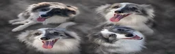 Border Collie dogs for sale: Gorgeous KC Registered Health Tested Border Collie - Advert 10