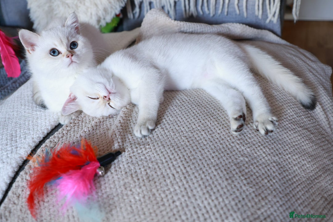 British Shorthair cats for sale: TICA British Shorthair Kittens Champion bloodline in Bedford - Image 20