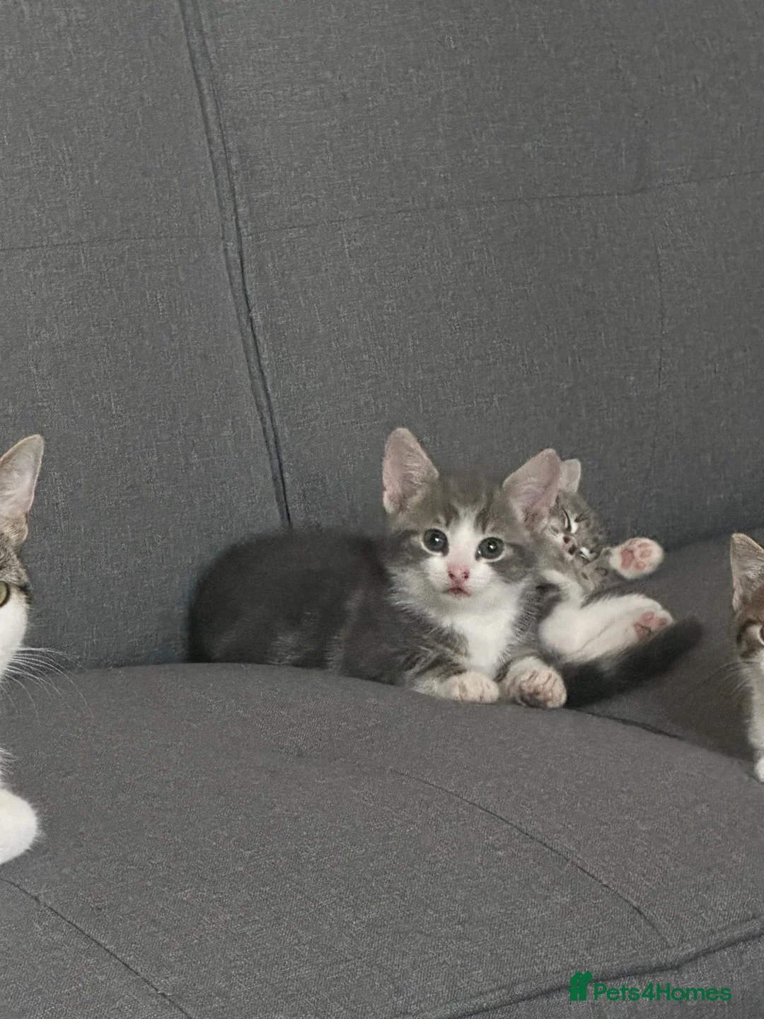 British Shorthair cats for sale: Beautiful kitten ready to leave  - Advert 17