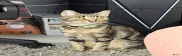 Domestic Shorthair cats for sale: beautiful twin kittens  in Coalville - Advert 2