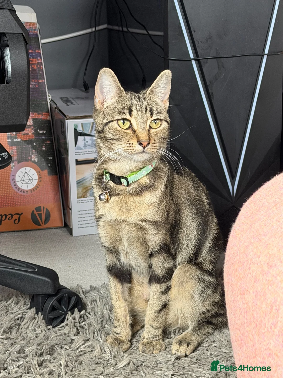 Domestic Shorthair cats for sale: beautiful twin kittens  in Coalville - Advert 2