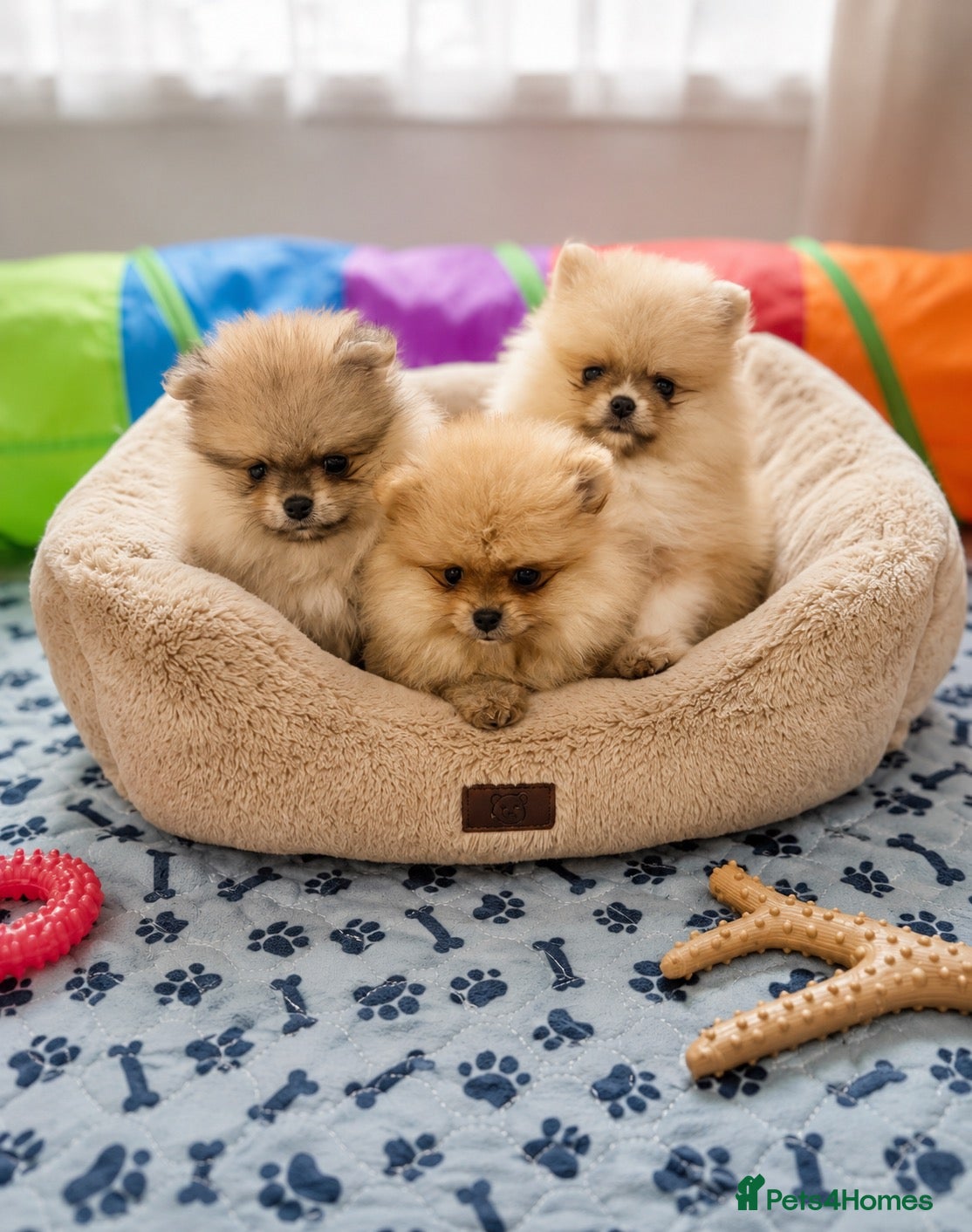 Pomeranian dogs Outstanding Quality Teddy Bears 🧸  - Advert 1
