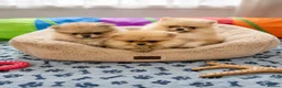 Pomeranian dogs for sale: Outstanding Quality Teddy Bears 🧸  - Advert 1