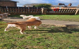 Olde English Bulldogge dogs for stud: Our son aka STITCH beautiful boy for stud aged 2 - Image 6