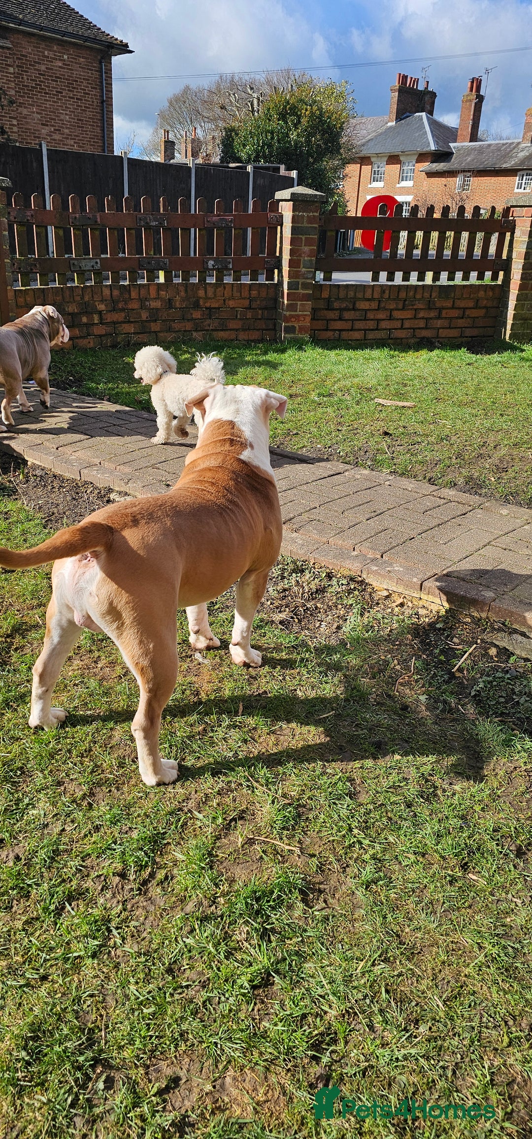 Olde English Bulldogge dogs for stud: Our son aka STITCH beautiful boy for stud aged 2 - Image 6