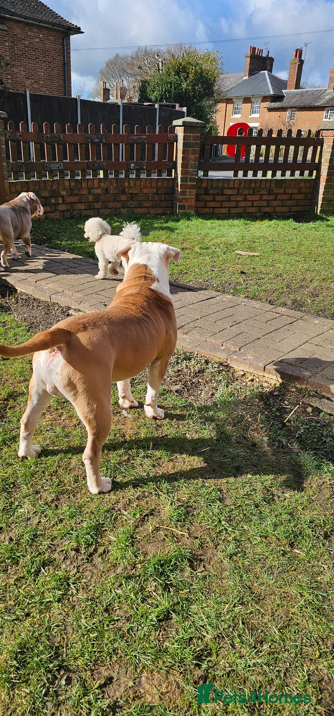 Olde English Bulldogge dogs for stud: Our son aka STITCH beautiful boy for stud aged 2 - Advert 6