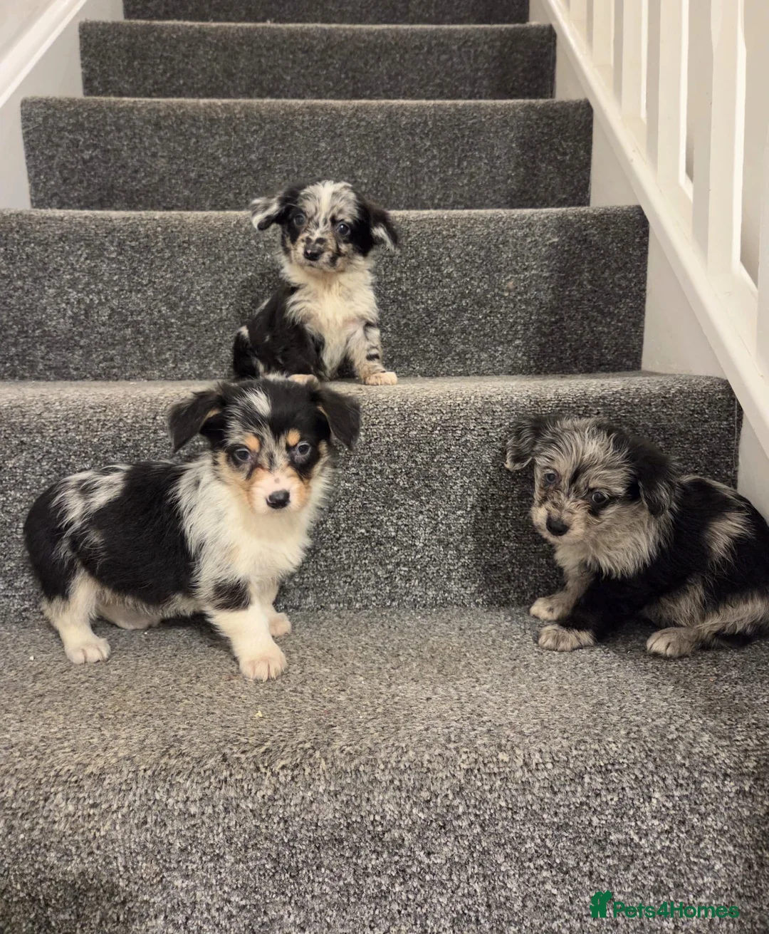 Mixed Breed dogs for sale: Superb CorgiPoo Puppies  - Advert 4