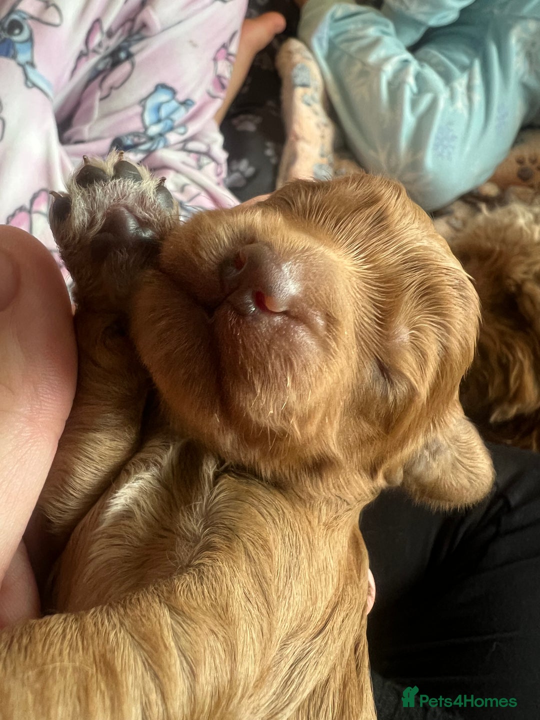 Cockapoo dogs for sale: Beautiful cockerpoo puppies  - Image 4