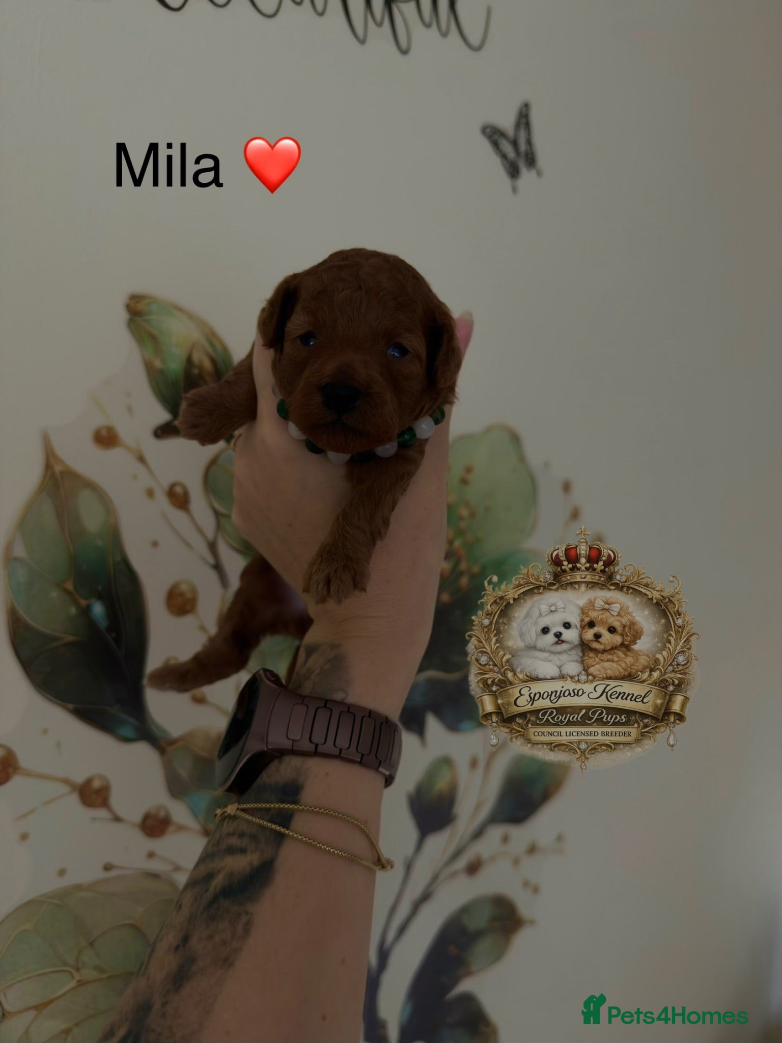 Toy Poodle dogs 5⭐️licensed ESPONJOSO tiny Half Asian Toy Poodle👑 - Advert 18
