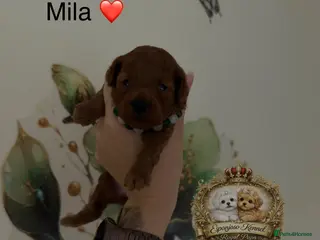 Toy Poodle dogs 5⭐️licensed ESPONJOSO tiny Half Asian Toy Poodle👑 - Advert 18