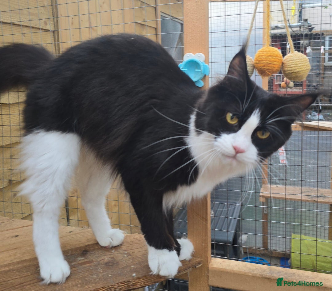 Maine Coon cats for sale: Stunning Active Adult Female Black Bicolor - Advert 21
