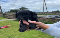 Cockapoo dogs for sale: Miniature Cockapoos  - Image 28