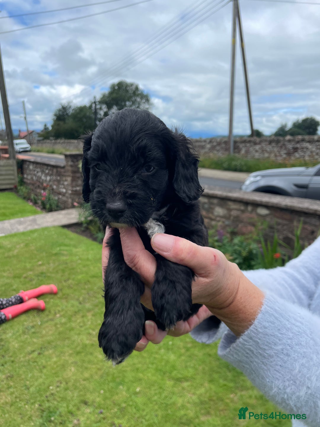 Cockapoo dogs for sale: Miniature Cockapoos  - Image 28