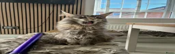 Maine Coon cats for sale: Maine Coons - Advert 10
