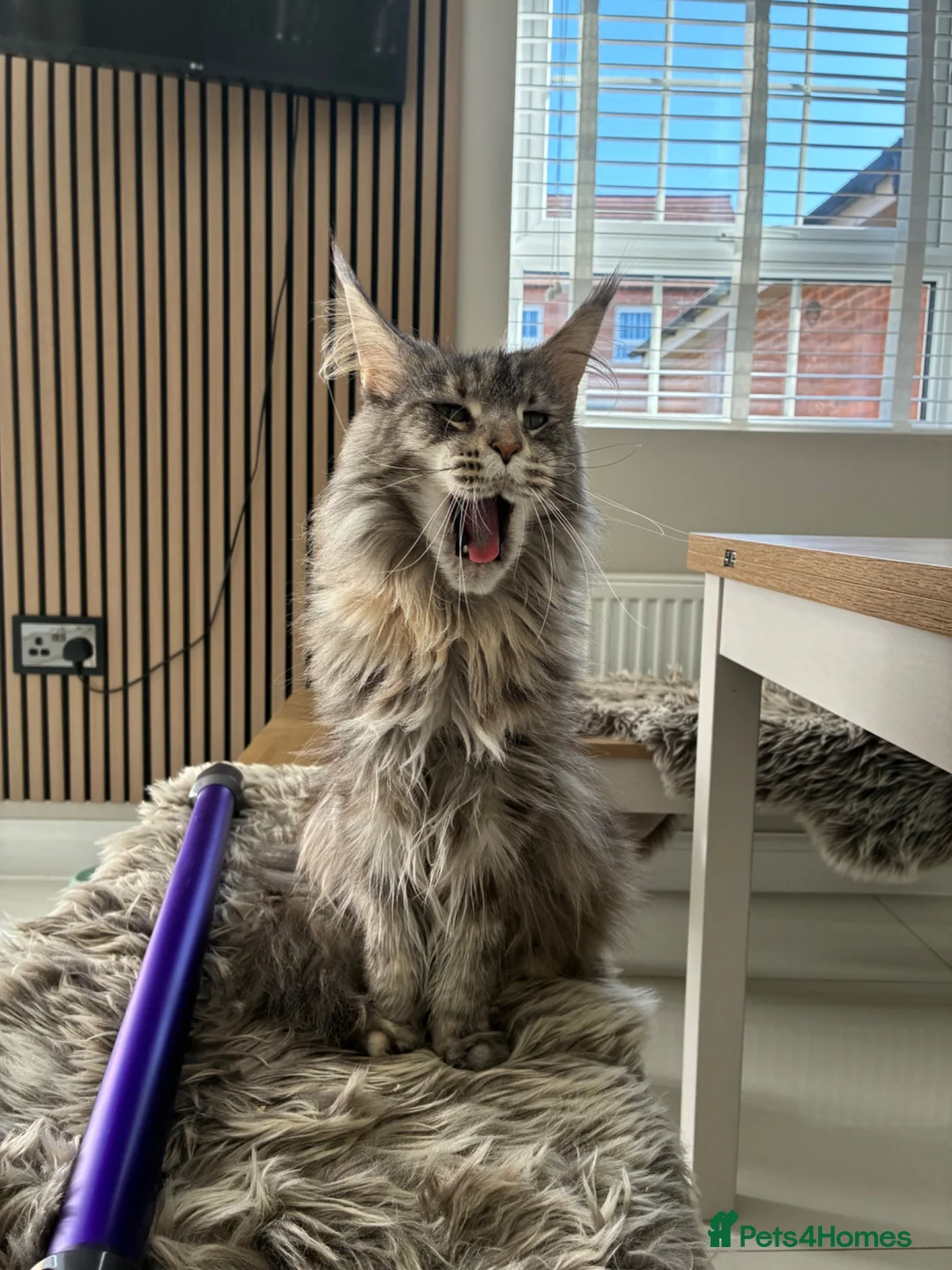 Maine Coon cats for sale: Maine Coons - Advert 10