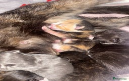 Mixed Breed cats for sale: Beautiful unique litter of 5 🩵💜🩵💜🩵 - Image 1