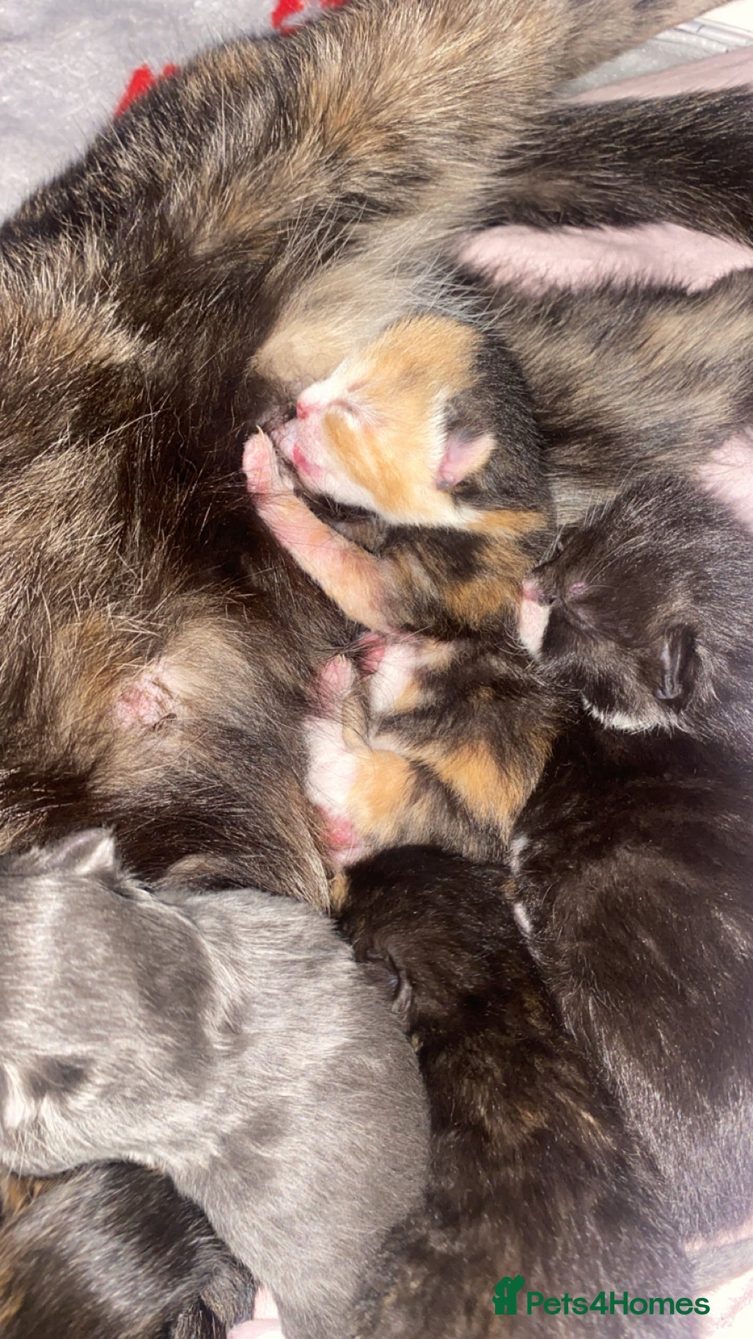 Mixed Breed cats for sale: Beautiful unique litter of 5 🩵💜🩵💜🩵 - Image 1