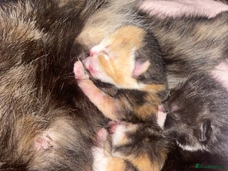 Mixed Breed cats for sale - Advert 1