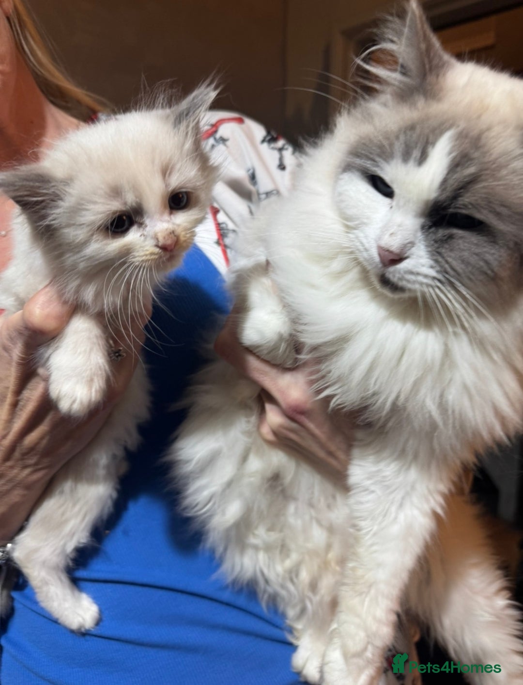Ragdoll cats for sale: 3 Ragdoll Kittens. Ready Now.  - Advert 1