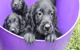 Mixed Breed dogs for sale: ** Spangold Retrievers ** - Image 24