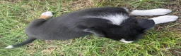 Border Collie dogs for sale: Border collie pups looking for new homes  in Leek - Advert 9