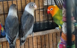 Lovebirds birds for sale: Lovebirds fischers x4 fischers lovebirds  - Image 12