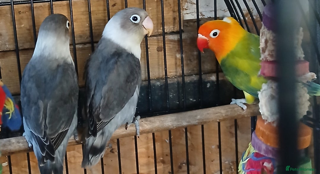 Lovebirds birds for sale: Lovebirds fischers x4 fischers lovebirds  - Image 12