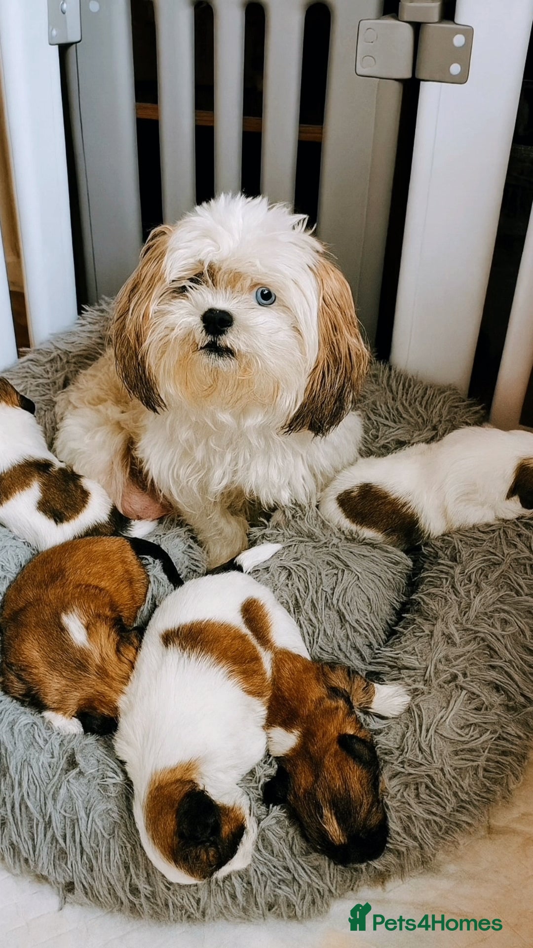 Shih Tzu dogs for sale: Shih tzu puppies 🦁🦁 🩷🩵 - Advert 3