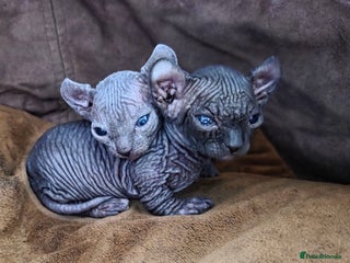 Sphynx cats - Advert 6