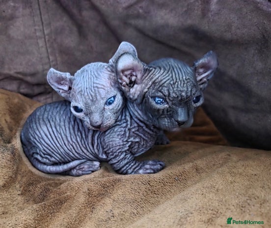 Sphynx cats - Advert 1
