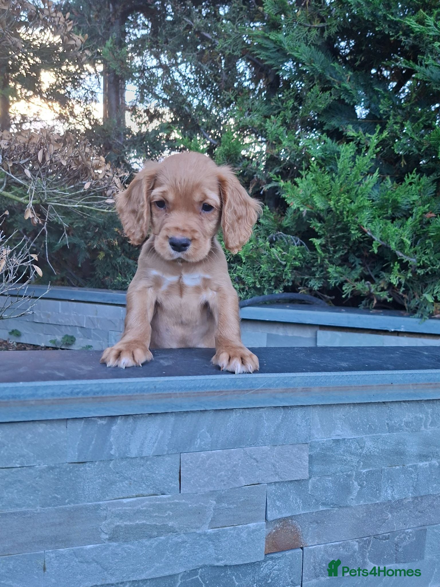 Cocker Spaniel dogs Kc reg hereditary clear working cocker spaniels - Advert 2