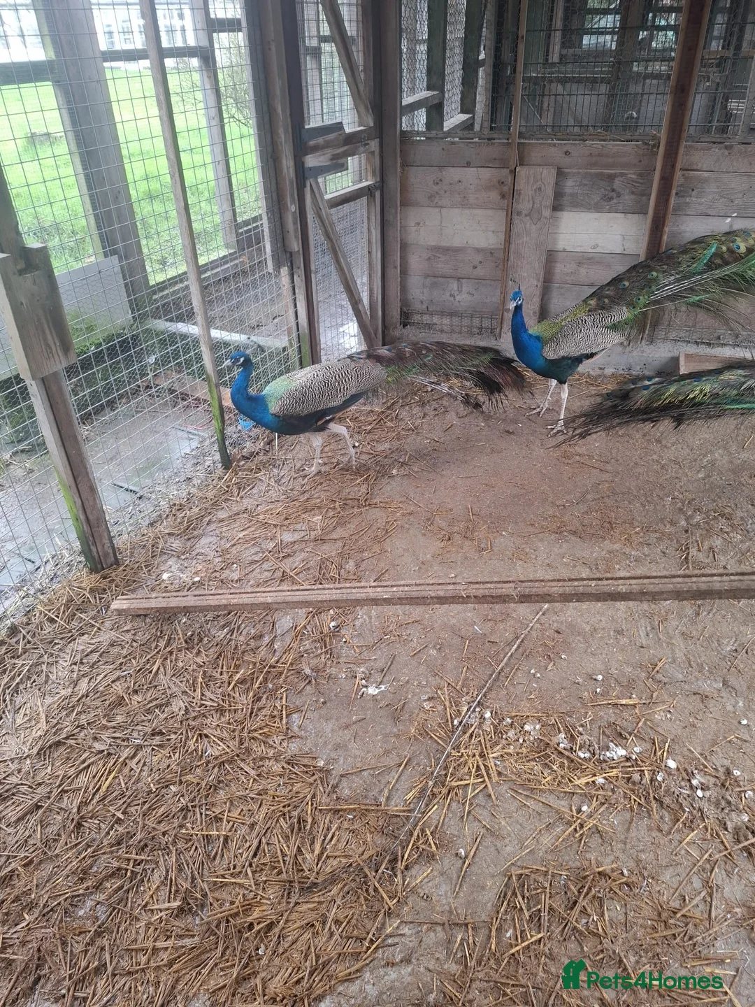 Peafowl poultry for sale: Male Peacocks - Hatched 2024 & 2025 - Advert 3