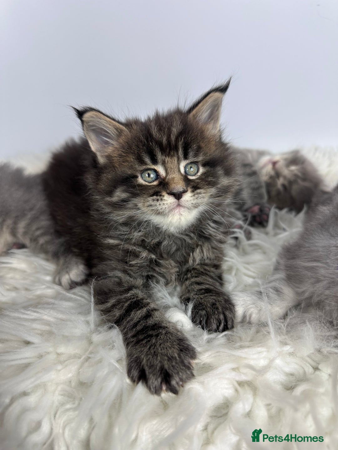 Maine Coon cats for sale: 6 Gorgeous Pure Breed Maine Coon Kittens - Advert 17