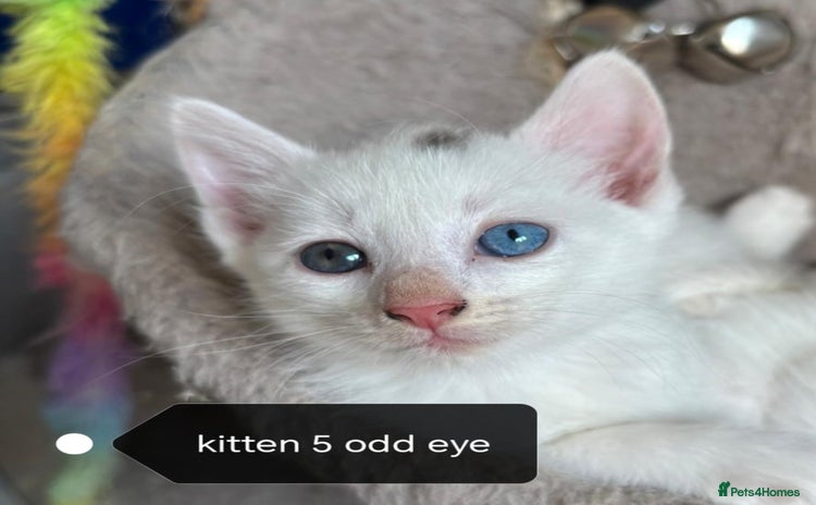 Mixed Breed cats - Advert 14