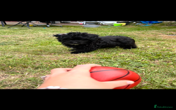 Mixed Breed dogs for sale: Malshipoo - Image 9