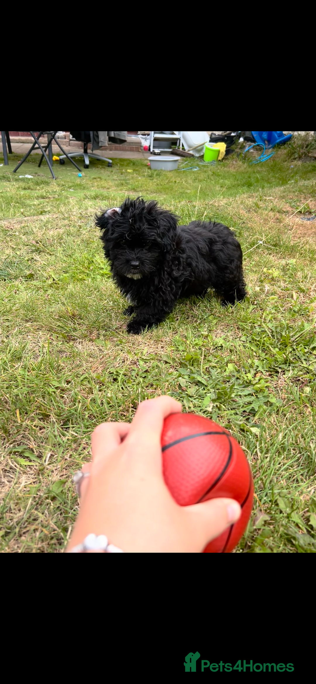 Mixed Breed dogs for sale: Malshipoo - Image 9