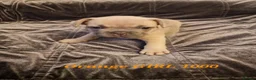 French Bulldog dogs for sale: French bulldog  in Smethwick - Advert 4