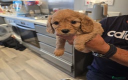 Cavapoo dogs for sale: REDUCED AMAZING F1 cavapoo puppies  - Image 24