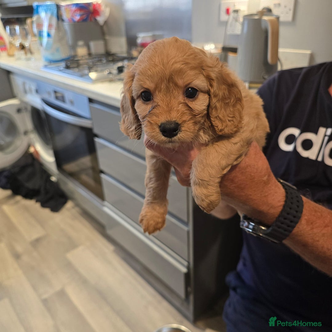 Cavapoo dogs for sale: REDUCED AMAZING F1 cavapoo puppies  - Image 24