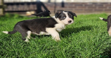 Border Collie dogs - Advert 1
