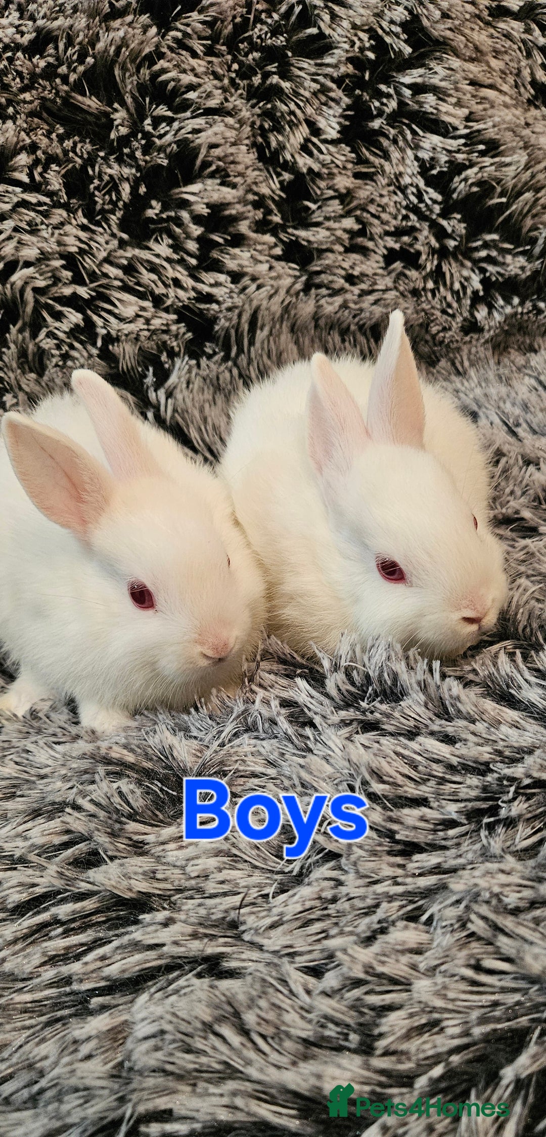Netherland Dwarf rabbits for sale: READY TO LEAVE Netherland dwarf   - Advert 1