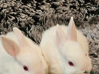 Netherland Dwarf rabbits READY TO LEAVE Netherland dwarf - Advert 15