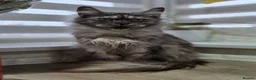 Maine Coon cats for sale: Black smoke and Silver kittens - Advert 13