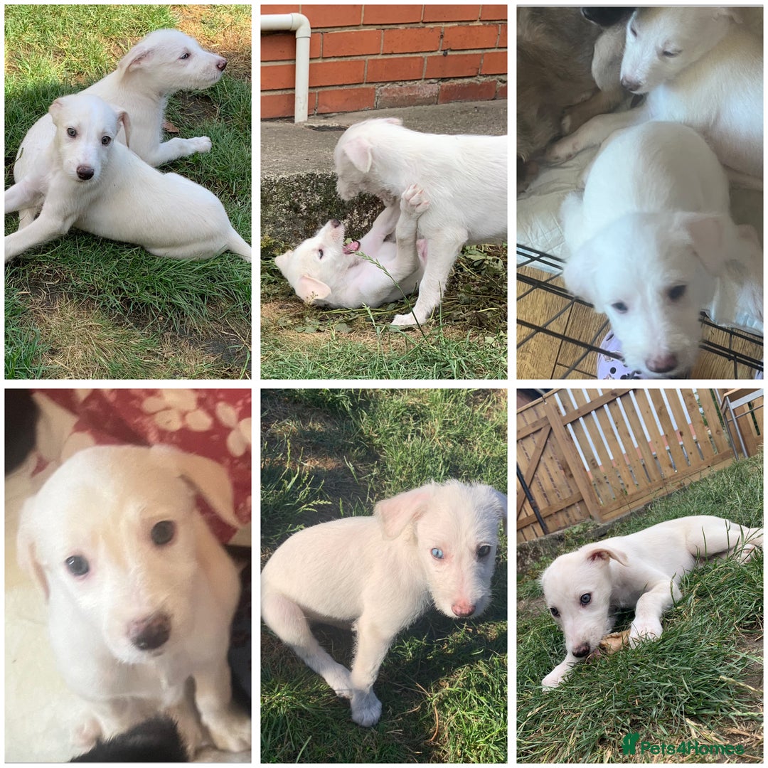 Lurcher dogs for sale: White Lurchers  - Image 1