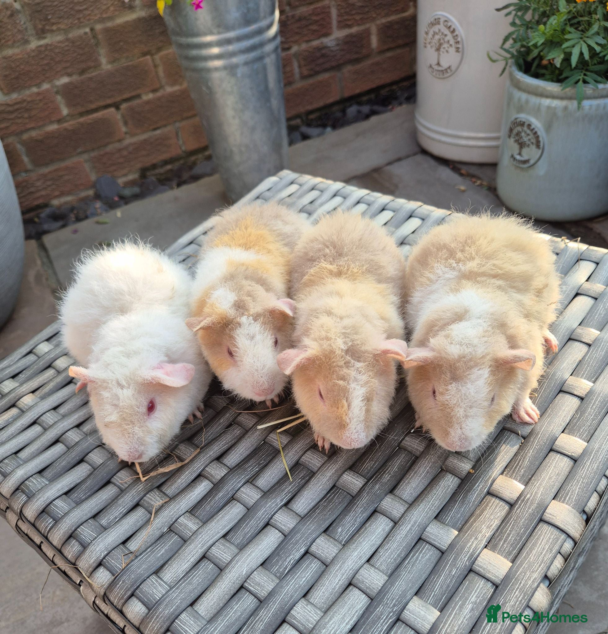 Guinea Pig rodents Beautiful Baby Teddy Guinea Pigs in Lilac Cream - Advert 9
